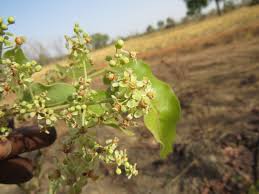 Image result for Aspilia kotschyi