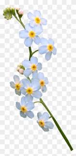 We did not find results for: Free Png Forget Me Not Flowers Clip Art Download Pinclipart