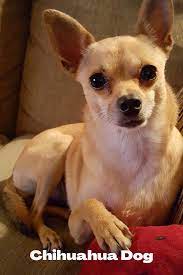 Maybe you would like to learn more about one of these? Chihuahua Dog In 2021 Deer Chihuahua Chihuahua Dogs Funny Cute Dogs