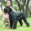 Texas t's schnauzers takes great pride in producing tiny treasure's that are happy, well adjusted, healthy, fluffy puppies with good conformation, super coats, and loving personalities. 1