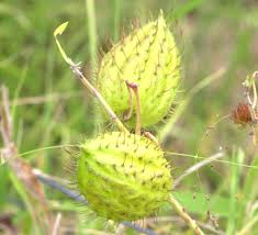 Image result for Gomphocarpus fruticosus