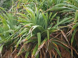 Image result for Pandanaceae