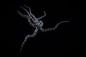 真夏の異変 2｜海遊館とつながる｜海遊館