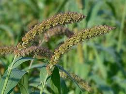 Image result for Setaria