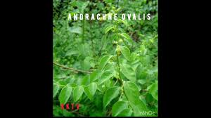 Image result for Andrachne ovalis