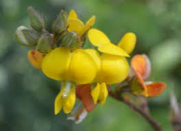 Image result for Argyrolobium vaginiferum