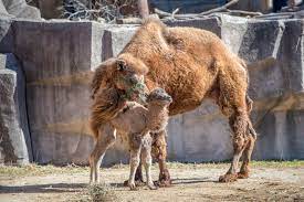 Load to prevent it from hurting the animal; Camel Zooborns