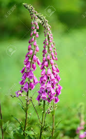 Digitalis (/ˌdɪdʒɪˈteɪlɪs/ or /ˌdɪdʒɪˈtælɪs/) is a genus of about 20 species of herbaceous perennial plants, shrubs, and biennials, commonly called foxgloves. Flowering Foxglove Flowers Digitalis Purpurea In A Garden Stock Photo Picture And Royalty Free Image Image 84443647