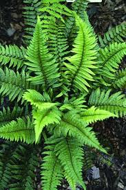 Image result for Polystichum