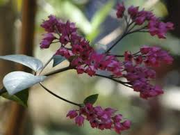 Image result for Clerodendrum poggei