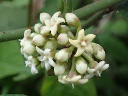 Image result for Marsdenia cynanchoides