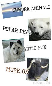 These Three Animals Live In A Tundra Climate They Enjoy Cold And Dry Air Animal Habitats Animals Polar Bear
