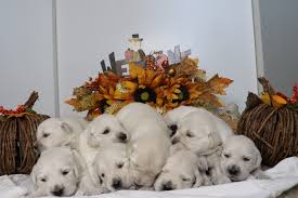 True golden males and females are still available. Golden Retriever Puppies For Sale Las Vegas Nv 313135