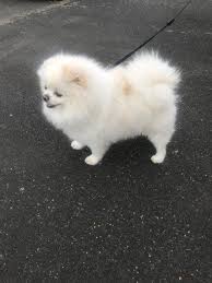 Miniature Pomeranian Puppies For Sale London Pets Lovers