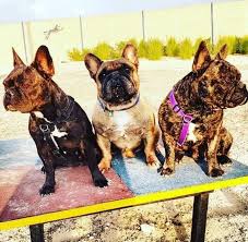 We did not find results for: French Bulldog Club Uae Home Facebook