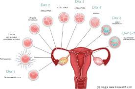 fetal development