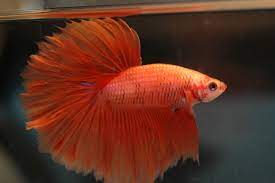 The fish, which has blue, red and white horizontal stripes, is believed to have on the second day of the auction, bidding had reached 10,000 baht. Siamese Fighting Fish Wikipedia