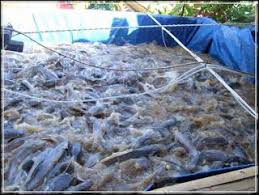 5 Langkah Mudah Cara Ternak Lele Dikolam Terpal Untuk Pemula Www Agrinak Com Peternakan Kolam Ikan