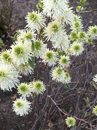 Image result for Hamamelidaceae