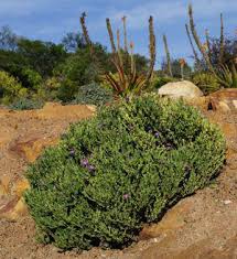 Image result for Viridivia suberosa