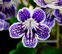 Image result for Streptocarpus goetzei