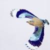 Also magpie (n.) popular name of a common bird of europe, asia, and america, known for its chattering. 1
