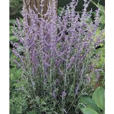 2 5 Quart In Pot Russian Sage L5491 Lowes Com Russian Sage Spring Plants Winter Plants
