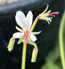 Image result for Pelargonium alchemilloides