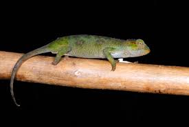 Image result for Stereochlaena cameronii