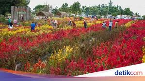 Bunga pandeglang is on facebook. Pesona Wisata Taman Bunga Celosia Di Pulau Belitung