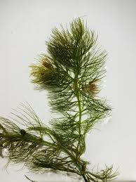 Image result for Ceratophyllum submersum
