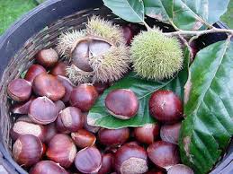Temperate Climate Permaculture Permaculture Plants Chestnuts Chestnut Trees Permaculture Fruit