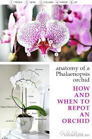 How To Repot An Orchid Grateful Prayer Thankful Heart Phalaenopsis Orchid Care Orchids Phalaenopsis Orchid