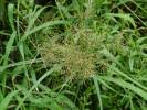 Image result for Cyperus hemisphaericus