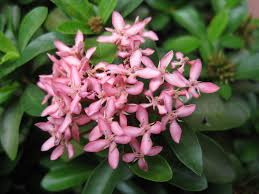 This fast growing evergreen can reach up to 5 ft. Ixora Facts And Growing Tips Dengarden
