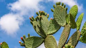 Maybe you would like to learn more about one of these? Is Cactus Fruit Edible Explained Prickly Plant Blog