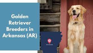 The most recent published articles. 30 Golden Retriever Breeders In Arkansas Ar Golden Retriever Puppies For Sale Animalfate