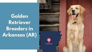 Our puppies are the result of a carefully planned breeding program which. 30 Golden Retriever Breeders In Arkansas Ar Golden Retriever Puppies For Sale Animalfate