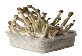 Grow Mushrooms With A Growkit Ultimate Instruction Guide