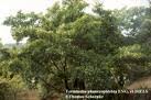 Image result for Terminalia phanerophlebia