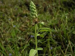 Image result for Sphenocleaceae