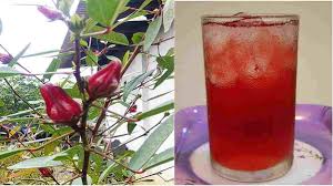 Dengan pewarnaan ekstrak kelopak bunga rosella konsentrasi 40%, a. Khasiat Dan Manfaat Bunga Rosella Yang Nikmat Dijadikan Teh Harapan Rakyat Online