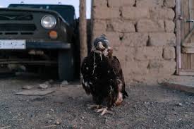 Although free fire is a very good game, many people like to invest money in it, which is quite a wrong thing because all tags: At 14 She Hunts Wolves And Takes Selfies With Cherished Eagle In Mongolia The New York Times