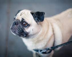 8 Things Only Pug People Understand Pug Puppies For Sale Pug Puppies Retractable Dog Leash