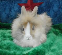 Buy and sell online with freeads.co.uk, the #1 online classifieds site. Baby Bunnies For Sale Petfinder
