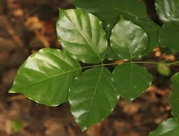 Image result for Millettia pinnata
