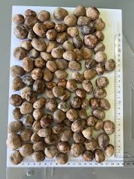 Image result for Sclerocarya