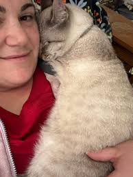 Missing kitty. He is almost 5 years old. Tabby. Neutered. His name is Mr.  P. Or Pooters. Last seen 6/1 at Forest Edge Apartments. He is  indoor/outdoor. He usually comes in often