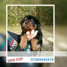 مصر الجيزة جراوي روت عمر 42 يوم مواصفات قياسية متطعمين ثماني و ديدان و حشرات pet4sell rottweiler dogs animals