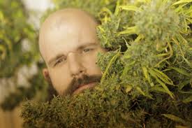 Best of VICE Canada" Canadian Cannabis: The Dark Grey Market (TV Episode  2016)